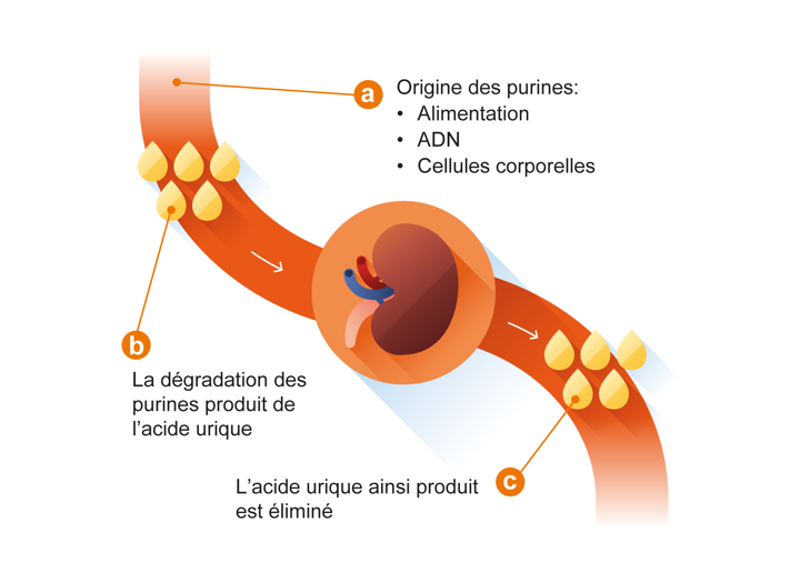 Origine des purines